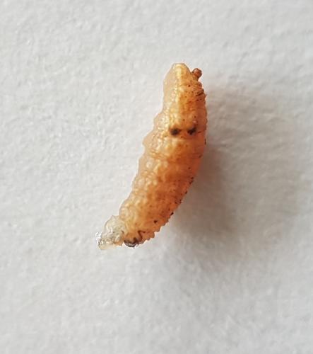 Syrphus sp.